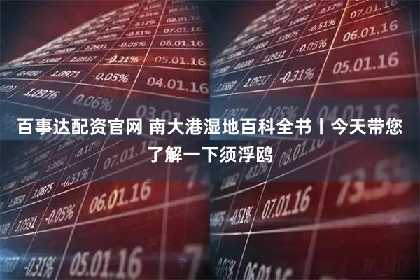 百事达配资官网 南大港湿地百科全书丨今天带您了解一下须浮鸥